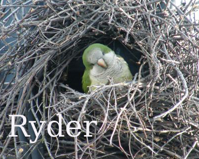 RyderBIRD.jpg