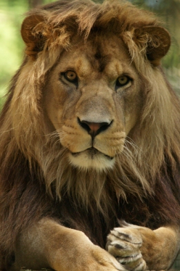 Male barbary lion 2 AWP048W.jpg