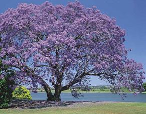 Jacaranda tree.jpg