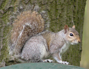 Squirrel3.jpg