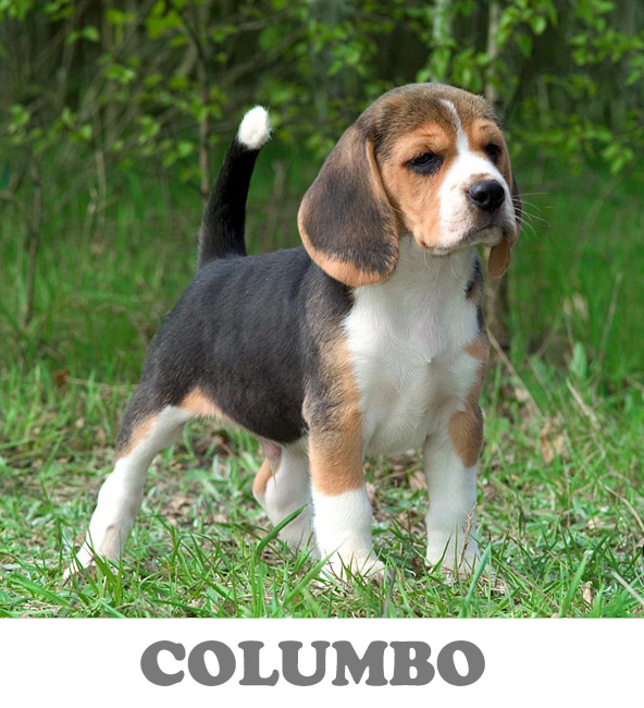 DOG-Columbo.jpg
