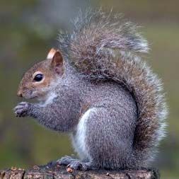 Grey squirrel.jpg