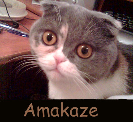 AmakazeCAT.jpg
