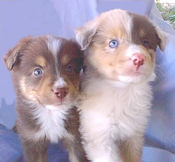 Athena's puppies.jpg