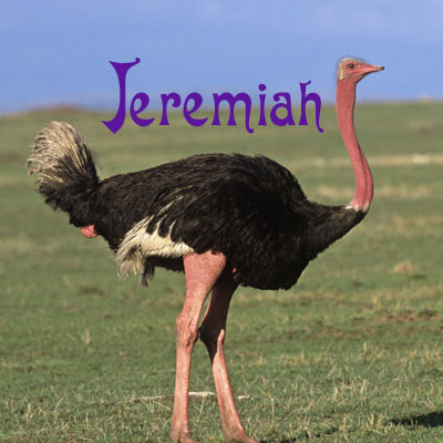 JeremiahBIRD.jpg