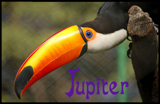 JupiterBIRD.jpg