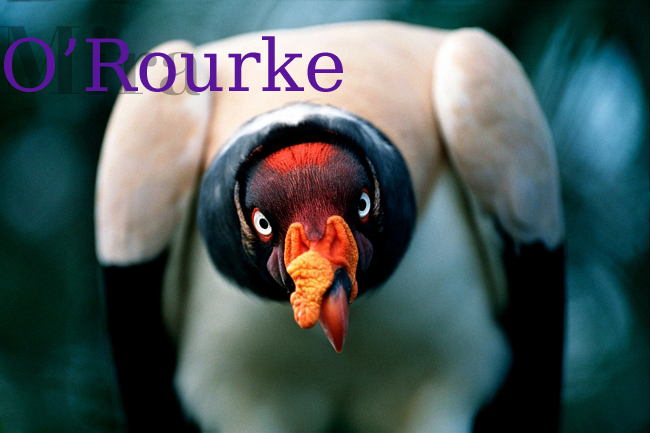O'RourkeBIRD.jpg
