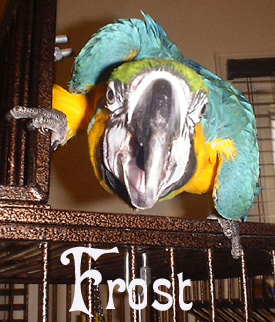 FrostBIRD.jpg