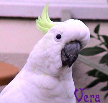 VeraBIRD.jpg
