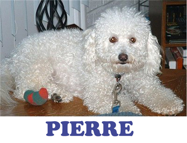 DOG-Pierre.jpg