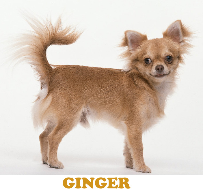 DOG-Ginger.jpg